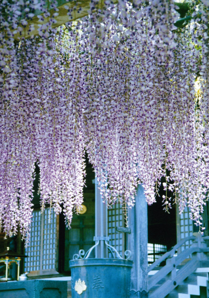藤 妙福寺