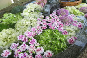 ６月の花手水です。