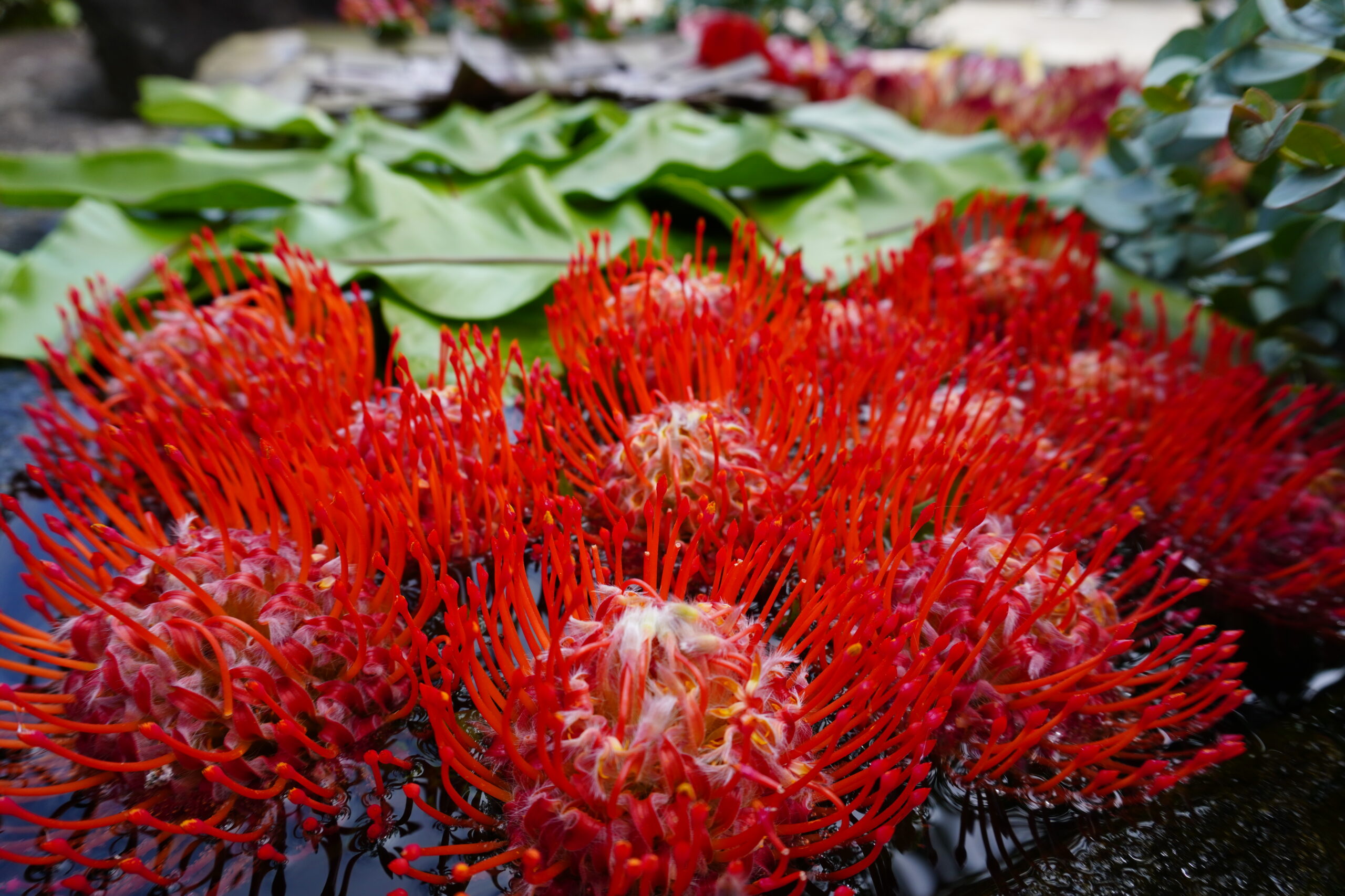 Read more about the article ７月の花手水です。