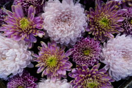 11月の花手水です。