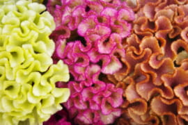 10月の花手水です。