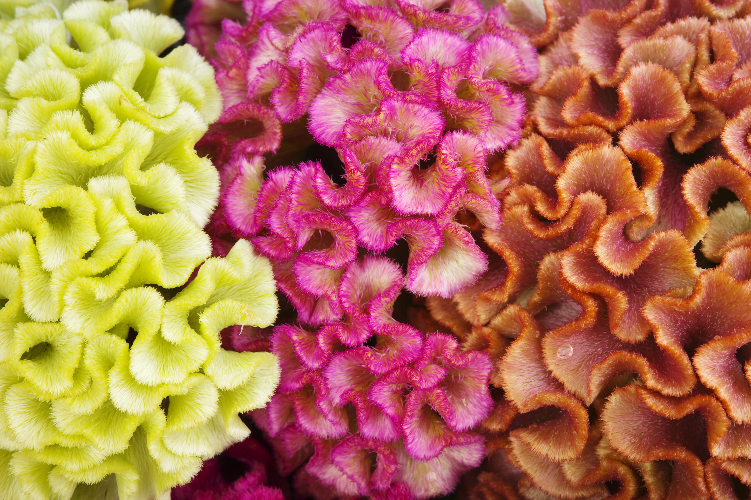 投稿についてもっと詳しく 10月の花手水です。